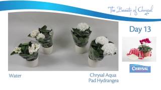 Chrysal AquaPad results on Hydrangea [upl. by Vaas]