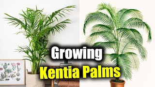 Kentia Palms Explored A Guide to Successful Growth [upl. by Hayilaa]