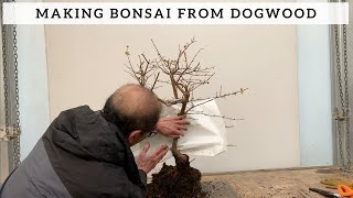 Making Bonsai from Dogwood [upl. by Harras]