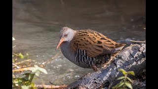 Bird Photography  Calke Abbey Water Rail Jay Siskin and more [upl. by Hannahsohs]