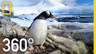 360° Antarctica  Journey Through The Ice  National Geographic [upl. by Meeki]