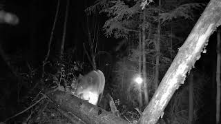 GardePro P60 Trail Camera  Bear walking log one possible the last time before winter [upl. by Crispas701]