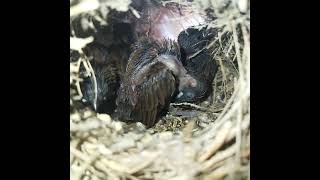 Ep161 Scalybreasted munia Birds All bird nests [upl. by Nimad]