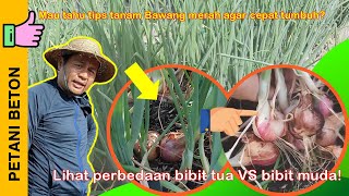 BEGINI CARA MENANAM BAWANG MERAH DARI AWAL SAMPAI PANEN [upl. by Derfliw]