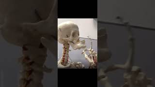 Skeleton Mewing memes funny skeletonmewing Credits akii0o [upl. by June]