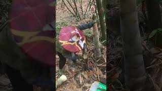 Natural bamboo farm and cutting harvest in the farm amazing shortvideo bamboo shoot agriculture [upl. by Conte49]