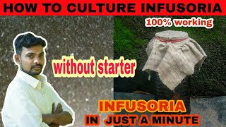 How to culture infusoria easily without starter  Aathi Aqua Vlog [upl. by Okire]