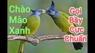 TIẾNG CHÀO MÀO XANH GỌI BẦY MỚI NHẤT CHÀO MÀO XANH DI CƯ GỌI BẦY [upl. by Osnofedli826]