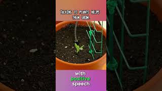 Talking to plants helps them grow mythbusters shorts mythbusting myth [upl. by Mcfadden]