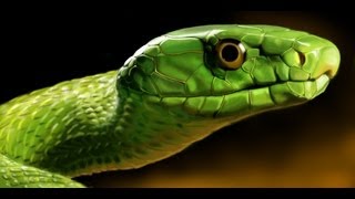 Tree Python Green Mamba Spitting Cobra Black Mamba Yellow Anaconda King Cobra Rattle Snake [upl. by Ezana]