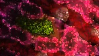 Malaria parasite life cycle  Complete Explain [upl. by Dyane]