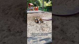 😂😂😂 shots beagletv beagle puppy pets funny humor cute shorts [upl. by Kayne]