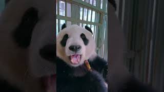 Adorable Giant Panda Eating Bamboo ASMR [upl. by Irrahs]