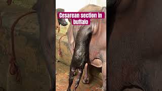 Cesarean section l Dystokia l difficulty in birth l dr Umar khan [upl. by Icram]