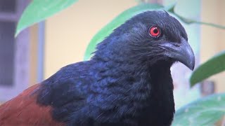 Greater Coucal making sound [upl. by Erminia]