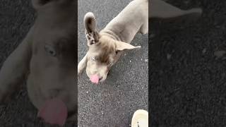 Those floppy ears dog canecorso funny mastiff canecorsolove dogbreed cane [upl. by Tekcirc921]