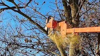 Circular Saw for TREES Fastest Way Yet to Cut HIGH Limbs [upl. by Lleinad]