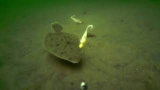 Underwater FlounderFluke Fishing Behavior [upl. by Gladi]