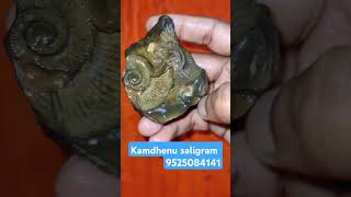 kamdhenu saligrama tranding shorts astrology crystals saligrama gemstone shortsvideo [upl. by Barbara676]