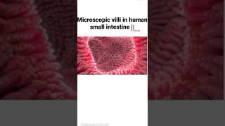 Microvilli and Villi of human small intestine Human digestive system Digestive organ of human body [upl. by Shue813]