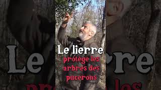 Lierre et Pucerons Hervé Covès jardin [upl. by Hekker]