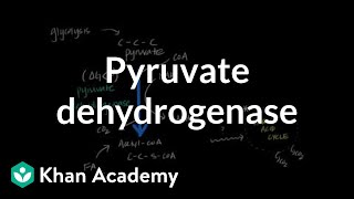 Regulation of Pyruvate Dehydrogenase [upl. by Llerrod]