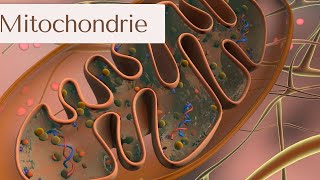 biologie cellulaire  la mitochondrie  phosphorylation oxydative شرح بالدارجة 🔥 [upl. by Jori275]