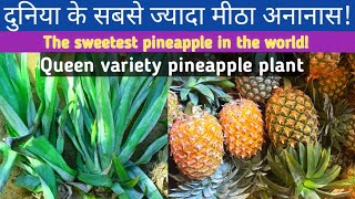 Queen Variety pineapple plant￼  Rani variety pineapple 🍍 plants  sweet variety pineapple plant [upl. by Yelsha]