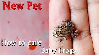 How to care baby frogs and make enclosure [upl. by Alyakem421]