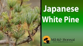 79 Japanese White Pine Bonsai are great Bonsai Trees for Beginners [upl. by Ebag300]