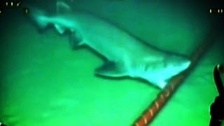 Sharks are Attacking the Internet [upl. by Leavitt]