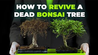 How to Revive a Dead Bonsai Tree [upl. by Inimod]