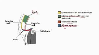 Inguinal CanalInguinal Hernia [upl. by Yeliak]