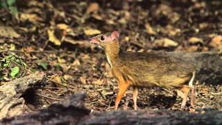 Lesser MouseDeerPikkukantsilliTragulus javanicusKaeng Krachan Thailand [upl. by Ynaittirb445]