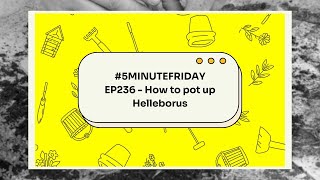 EP236  How to pot up Helleborus 5minutefriday [upl. by Astrahan]