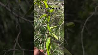 Dioscorea oppositifolia [upl. by Uchida895]