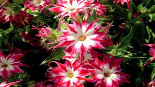 Gardening Tips  How to Grow Annual Phlox Phlox Drummondii [upl. by Luci]