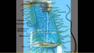 Systemic Enzymes Scar Tissue Uterine Fibroids Inflammation Toxins Of The Blood Part 2 [upl. by Carrissa223]