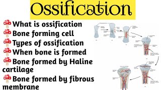 Ossificationosteology  Bone formation  Osteocyte cell  Anatomy and physiology [upl. by Aciraa21]