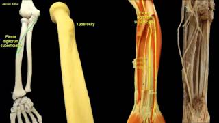 Osteology of the radius [upl. by Essex]