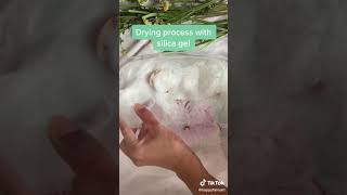 How to dry fresh flowers using silica gel 2 💐 [upl. by Welcy]