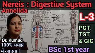 NereisDigestive System of NereisL3BSc 1st Year ZoologyTGTPGTGICDr Kumud STD Biology [upl. by Lenuahs]