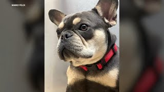 Montebello couple devastated after French bulldog stolen at gunpoint [upl. by Bashemath]