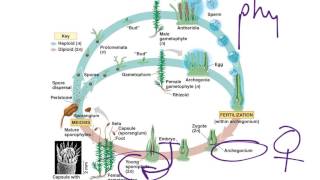 Moss Life Cycle [upl. by Nitsid]