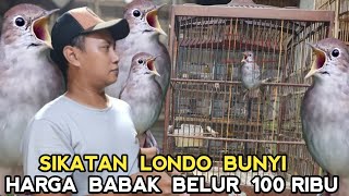 GAK PAKE JUTAAN❗HARGA SIKATAN LONDO RASA GACORAN DIKIOS MANTO PASAR BURUNG PRAMUKA [upl. by Sabina]