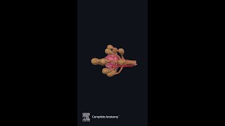 Explore the New Pancreas Detailed Model  Complete Anatomy [upl. by Grobe73]