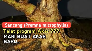 🔴 CARA TERBARU MEMBUAT AKAR BISA KELILING BONSAI SANCANG  PREMNA MICROPHYLLA [upl. by Quincy]