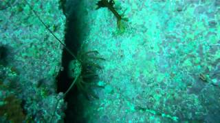 Tauranga Packhorse Crayfish [upl. by Alliw837]