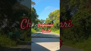 Chapramari Forest is a renowned forest in north bengalnear the famous Gorumara National Park [upl. by Eibo]