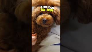 🥹THIS DOG HIDES SOMETHING VERY DARK🐶😱 [upl. by Arlynne324]